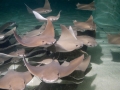Cownose Ray