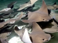 Cownose Ray