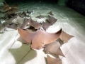 Cownose Ray