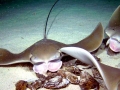 Cownose Ray