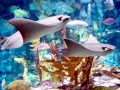 Cownose Ray