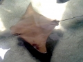 Cownose Ray