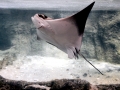 Cownose Ray