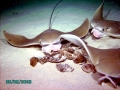 Cownose Ray