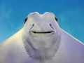 Cownose Ray