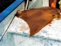 Cownose Ray