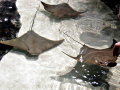 Cownose Ray