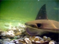 Cownose Ray