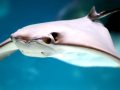 Cownose Ray