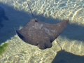 Cownose Ray
