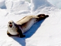 Crabeater Seal