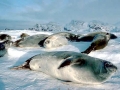 Crabeater Seal
