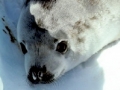 Crabeater Seal