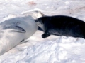 Crabeater Seal