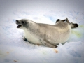 Crabeater Seal