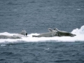 Crabeater Seal