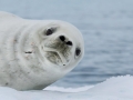 Crabeater Seal