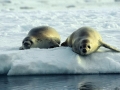 Crabeater Seal