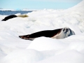 Crabeater Seal