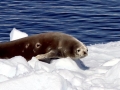 Crabeater Seal