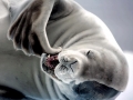 Crabeater Seal