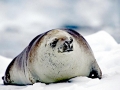 Crabeater Seal
