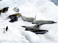 Crabeater Seal