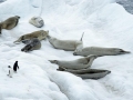 Crabeater Seal