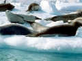 Crabeater Seal