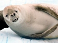 Crabeater Seal