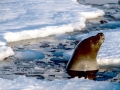 Crabeater Seal