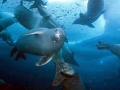 Crabeater Seal