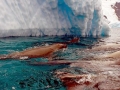 Crabeater Seal