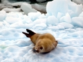 Crabeater Seal