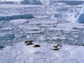 Crabeater Seal