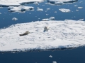 Crabeater Seal