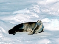 Crabeater Seal