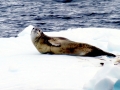 Crabeater Seal