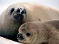 Crabeater Seal