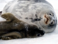 Crabeater Seal