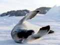 Crabeater Seal