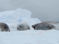 Crabeater Seal