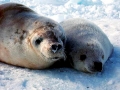 Crabeater Seal