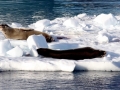 Crabeater Seal