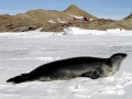 Crabeater Seal