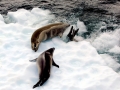 Crabeater Seal