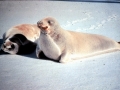Crabeater Seal