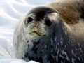 Crabeater Seal