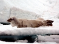 Crabeater Seal