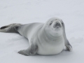 Crabeater Seal